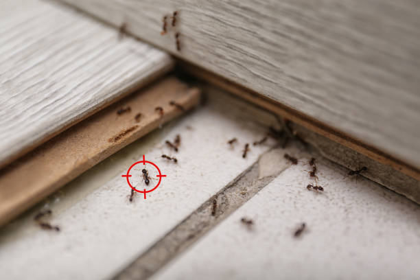 Best Pest Removal Services  in Warrenvle, IL