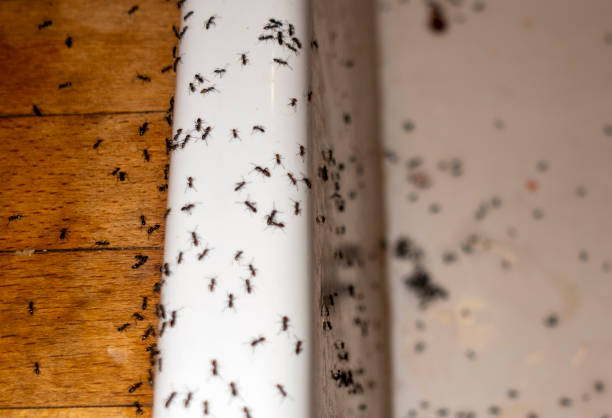 Pest Prevention Services in Warrenville, IL
